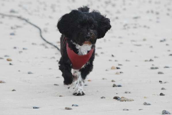 Die Dogorama Kalender Challenge Titelbild-Beitrag-Bild