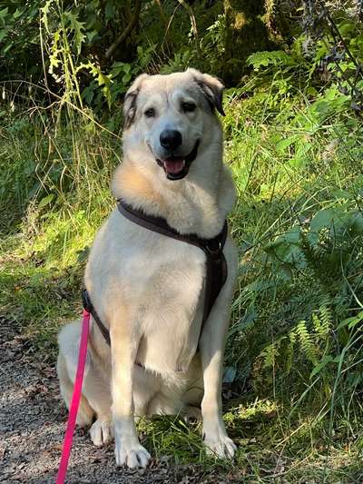 Auslandstierschutz-Beitrag-Bild