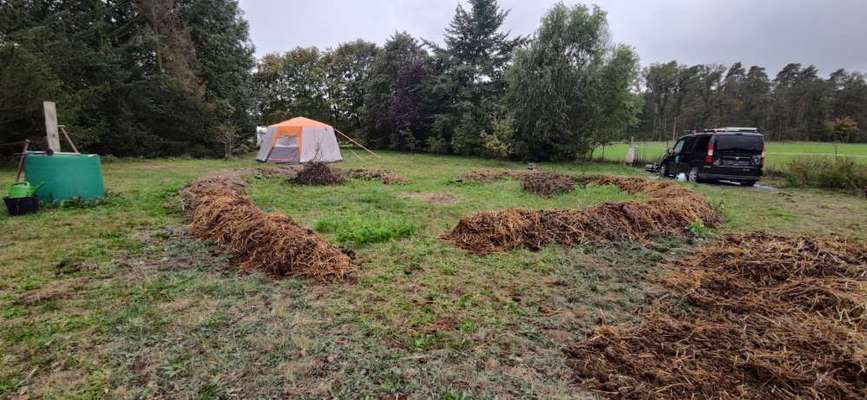 Hundetreffen-Nala sucht Spielfreunde-Bild