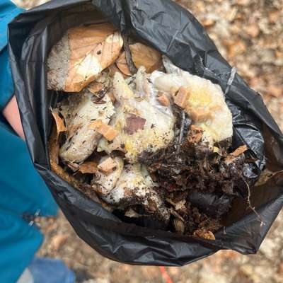 Giftköder-Giftkoeder?-Bild