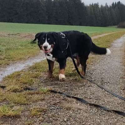 Hundetreffen-Junghunde kennenlernen und spielen-Bild