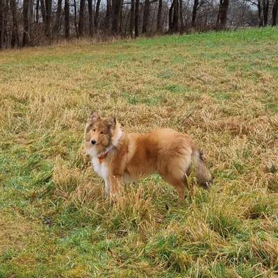 Langhaar Collies-Beitrag-Bild