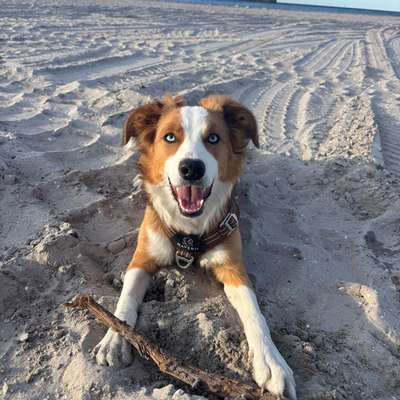 Hundetreffen-Border Collie sucht Spielfreund-Bild