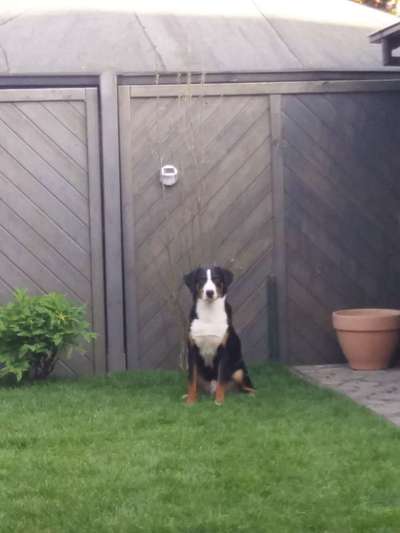 Appenzeller Sennenhunde-Beitrag-Bild