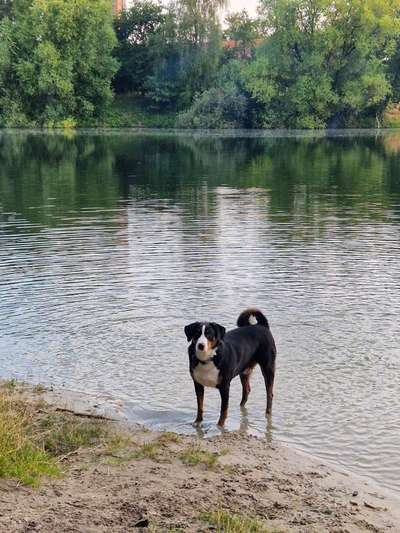 Appenzeller Sennenhunde-Beitrag-Bild