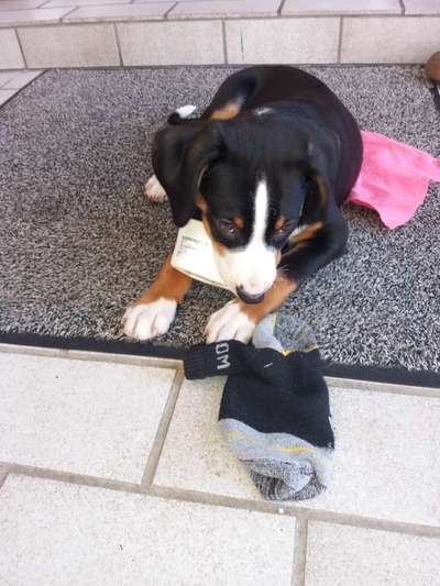 Schweizer Sennenhunde-Beitrag-Bild