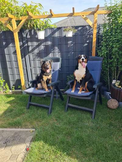 Appenzeller Sennenhunde-Beitrag-Bild