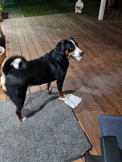 Schweizer Sennenhunde-Beitrag-Bild