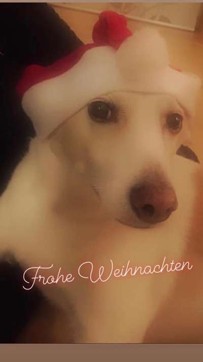 Challenge Nr. 8  Dein Hund im Weihnachtslook-Beitrag-Bild