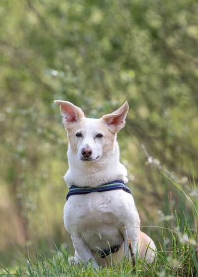 Podencomischling oder Podenco-Beitrag-Bild