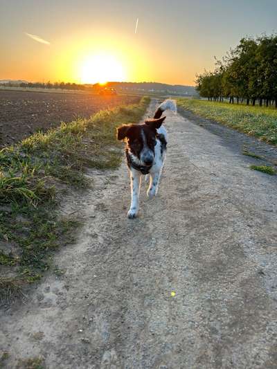 Hundetreffen-Trainingspartner gesucht-Bild