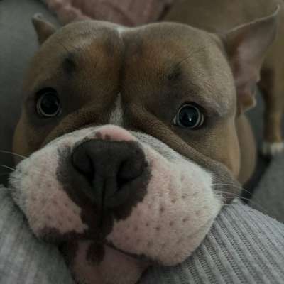 Hundetreffen-Bully zum spielen gesucht-Bild