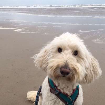 Dorothee's Profilbild