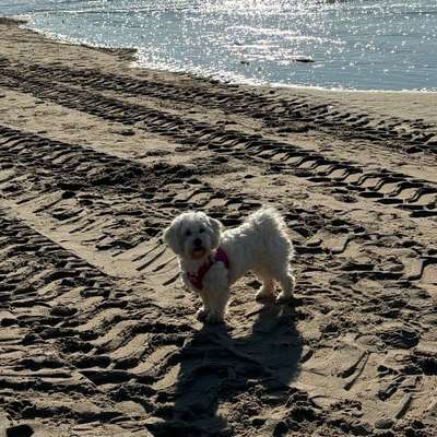 Hundetreffen-Spieltreff-Bild
