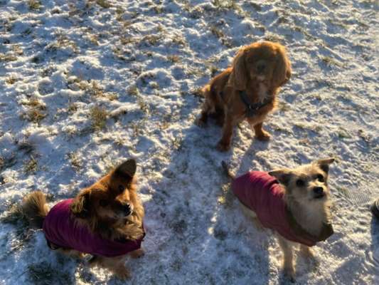 Foto Challenge Nr.: 114
Hunde im Schnee-Beitrag-Bild