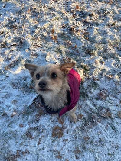 Foto Challenge Nr.: 114
Hunde im Schnee-Beitrag-Bild