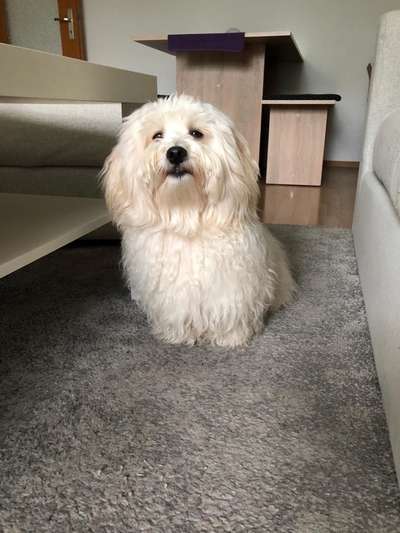 Havaneser dabei?:)-Beitrag-Bild