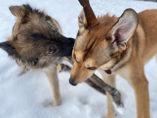 Hundemodel-Beitrag-Bild