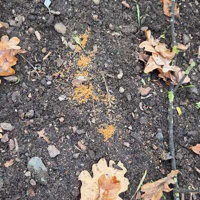 Giftköder-Vermutlich Rattengift o.Ä-Bild