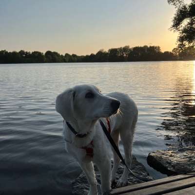 Hundetreffen-Jundhundtreffen zum Gassi gehen und Spielen-Bild