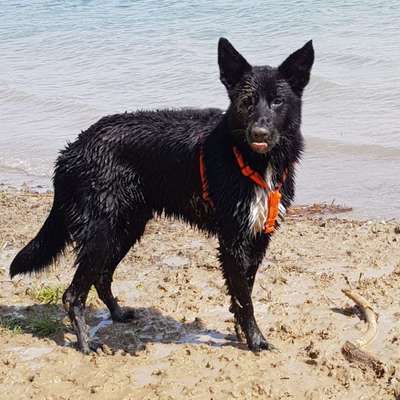 Dogorama-Monats-Challenge-Mai "Wasser"-Beitrag-Bild