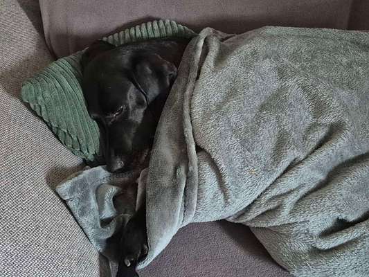 Hundetreffen-Spielrunde auf der Straubinger Hundewiese-Bild