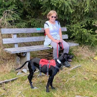 Hundetreffen-Treffen Hundewiese Straubing-Profilbild