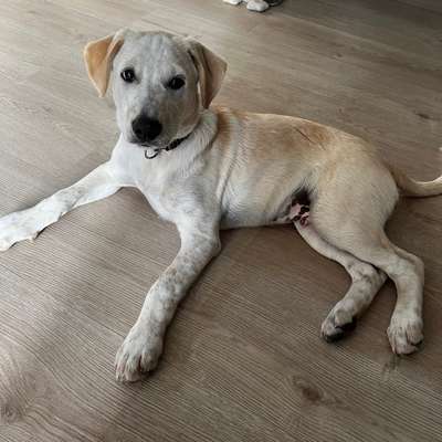 Hundetreffen-Gassi/ Spielen im Raum Merzig/Saarlouis