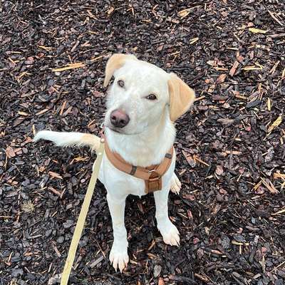 Hundetreffen-Gassi/ Spielen im Raum Merzig/Saarlouis-Bild