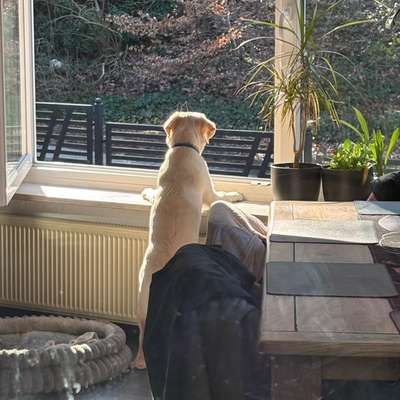 Hundetreffen-Spiel und Spaß im Hardautal-Bild