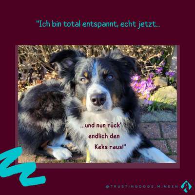 Hundetreffen-Spaziergang zu Trainingszwecken-Bild