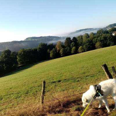 Hundetreffen-Aufenthalt bei freundlichem Hund im großen Garten-Bild