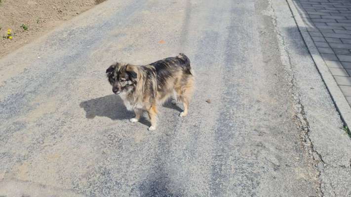 Hundetreffen-Gassirunde in Hohenpeissenberg-Bild