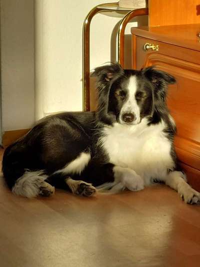 Hundetreffen-Kontaktaufnahme/spielen-Bild