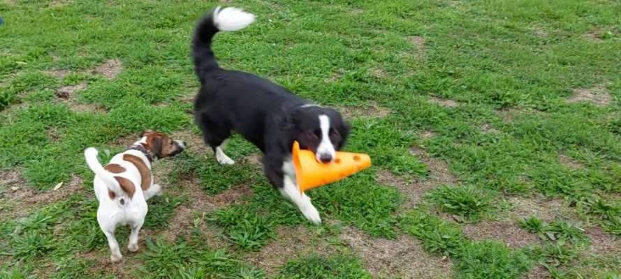 19. Handy - Foto - Challenge-Beitrag-Bild