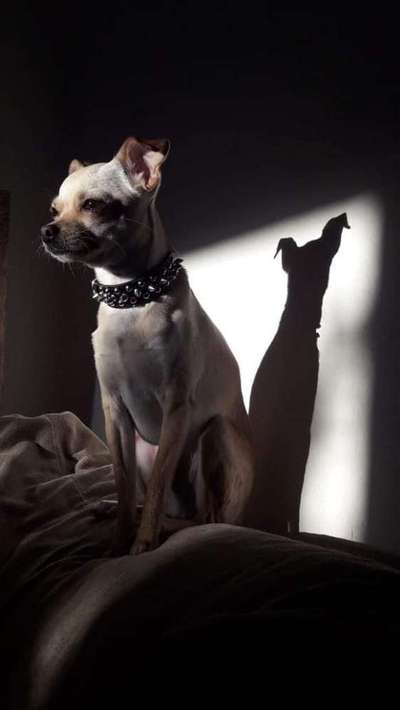 Postet das beste Foto von euren 4 beinern-Beitrag-Bild