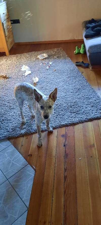 Fotochallenge 113: Auf frsicher Tat ertappt-Beitrag-Bild