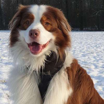 Hundetreffen-Nette Spazier- und Spielerunde-Profilbild