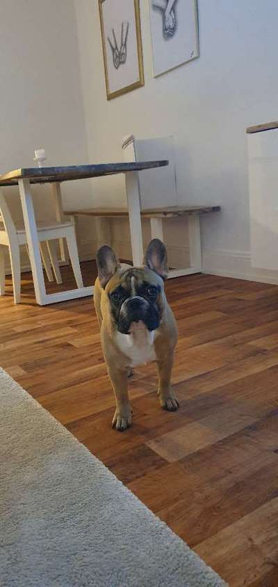 Französische Bulldoggen-Beitrag-Bild