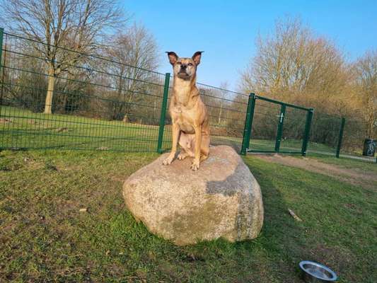 Welche Hunderasse-Beitrag-Bild