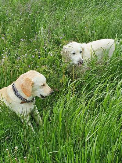 Hundetreffen-Nico und Leo ❤❤-Bild