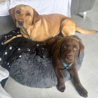 Hundetreffen-Welpentreff/ Spielstunde-Bild