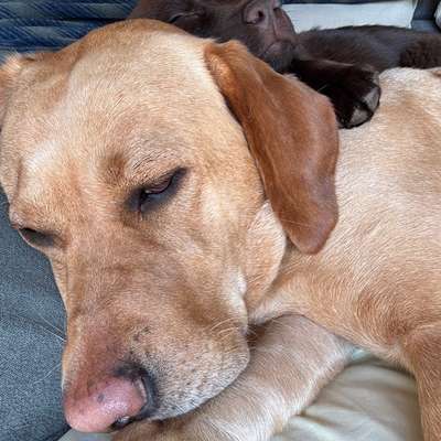 Hundetreffen-Welpentreff/ Spielstunde-Bild