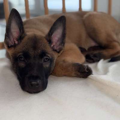 Hundetreffen-Welpentreffen-Bild