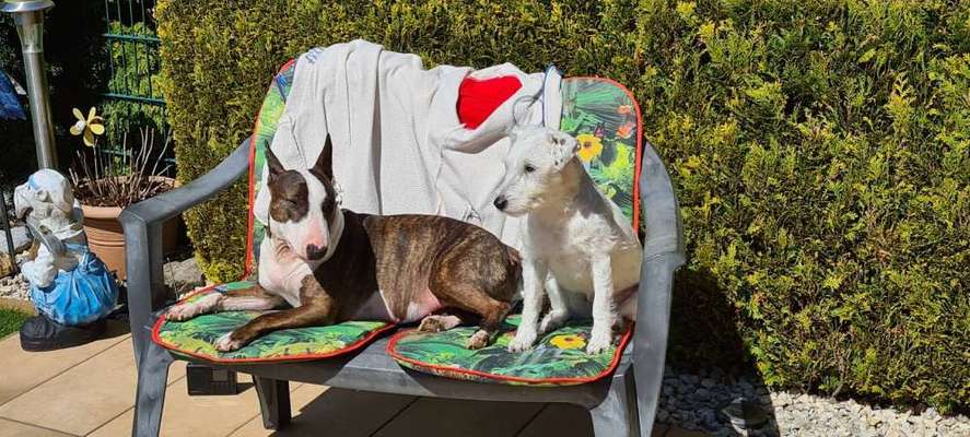 Miniatur Bull Terrier-Beitrag-Bild