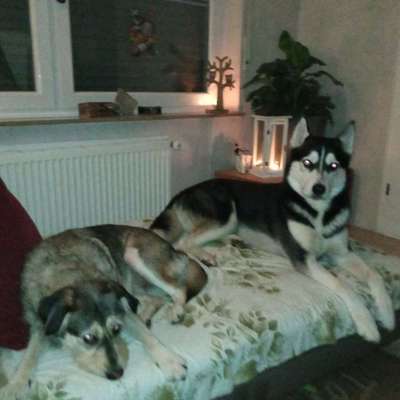 Hundetreffen-Hunde Spielrunde am Haddorfer See-Profilbild