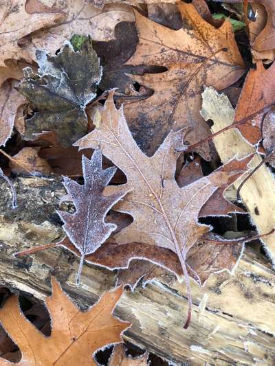 Die wunderschöne Welt mit Hund.-Beitrag-Bild