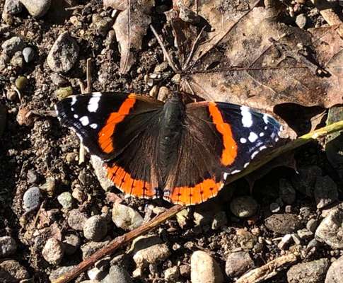 Die wunderschöne Welt mit Hund.-Beitrag-Bild