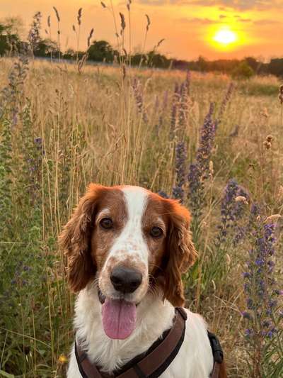 18. Farben Fotochallenge: Sonnenuntergang-Beitrag-Bild