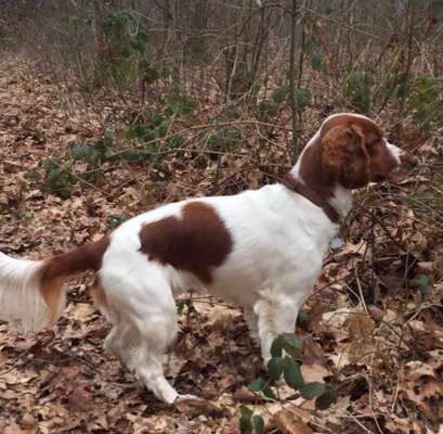 Springer Spaniel-Beitrag-Bild